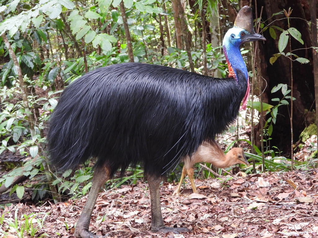 Todo sobre Casuarius casuarius (Casuarius Casuarius casuarius (Linnaeus, 1758)): Clasificación, Hábitat, Alimentación, Reproducción y Curiosidades | Enciclopedia Animal