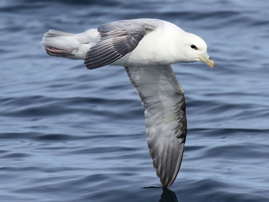 Fulmar Boreal (Fulmarus Glacialis): Clasificación, Hábitat, Alimentación y Reproducción | Enciclopedia Animal