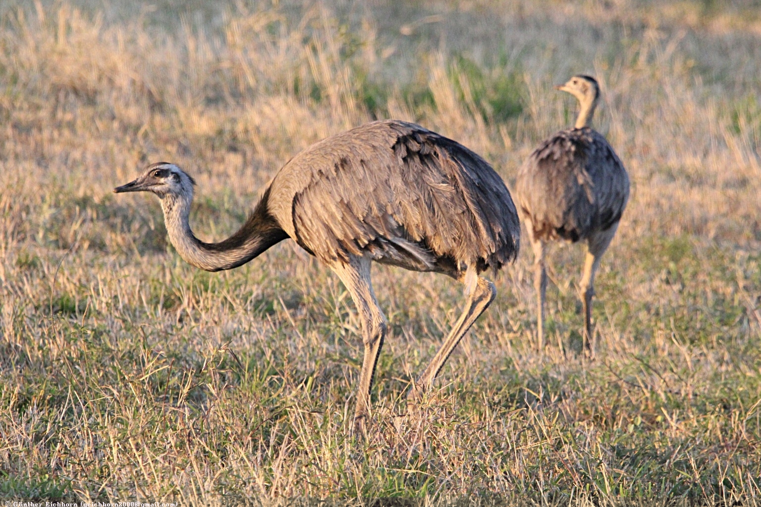 Rhea Americana: Clasificación, Hábitat, Alimentación, Reproducción y Curiosidades | Enciclopedia Animal