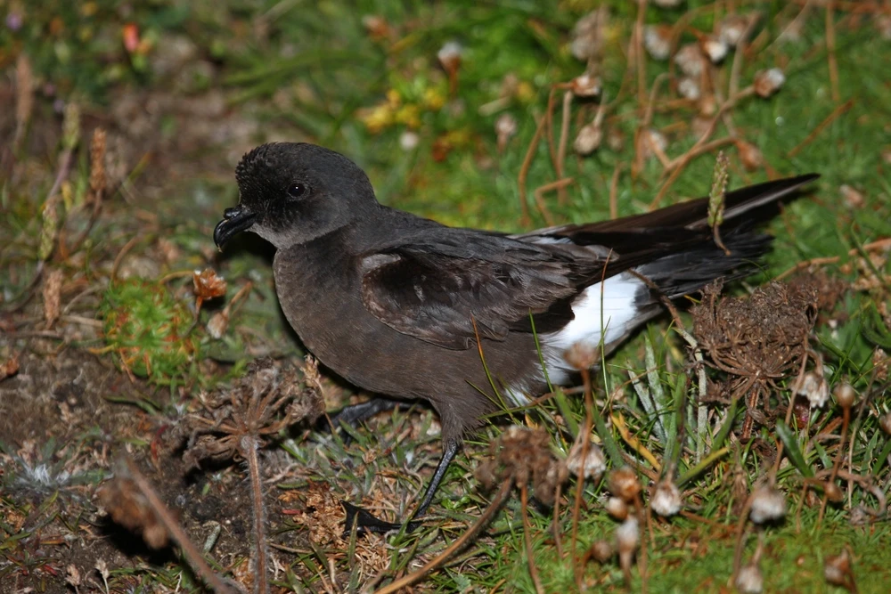 Paíño Europeo (Hydrobates Pelagicus): Clasificación, Hábitat, Alimentación y Reproducción | Enciclopedia Animal