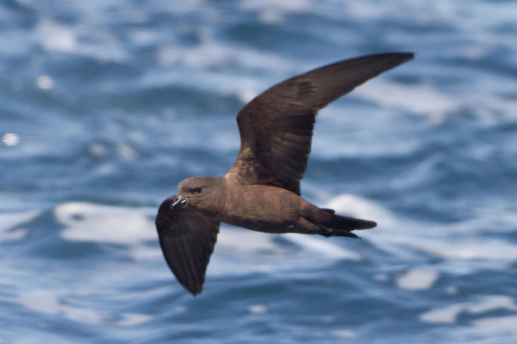 Paíño Negro (Oceanodroma Melania): Clasificación, Hábitat, Alimentación y Reproducción | Enciclopedia Animal