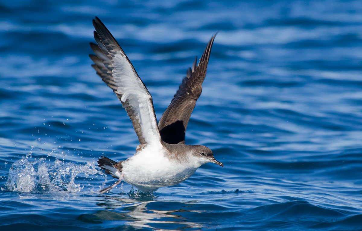 Pardela Pichoneta (Puffinus Puffinus): Clasificación, Hábitat, Alimentación y Reproducción | Enciclopedia Animal
