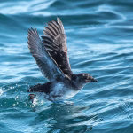 Petrel Buceador Común (Pelecanoides Urinatrix): Clasificación, Hábitat, Alimentación y Reproducción | Enciclopedia Animal