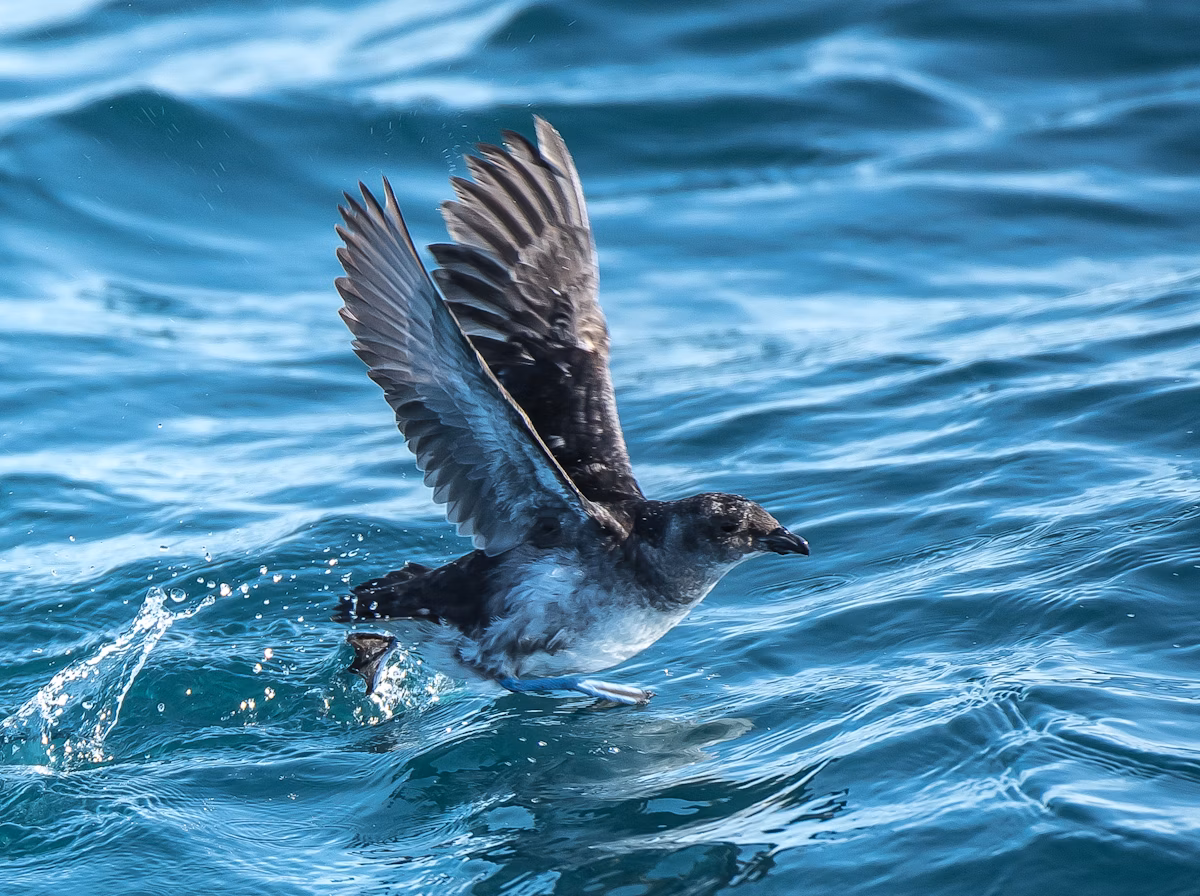 Petrel Buceador Común (Pelecanoides Urinatrix): Clasificación, Hábitat, Alimentación y Reproducción | Enciclopedia Animal