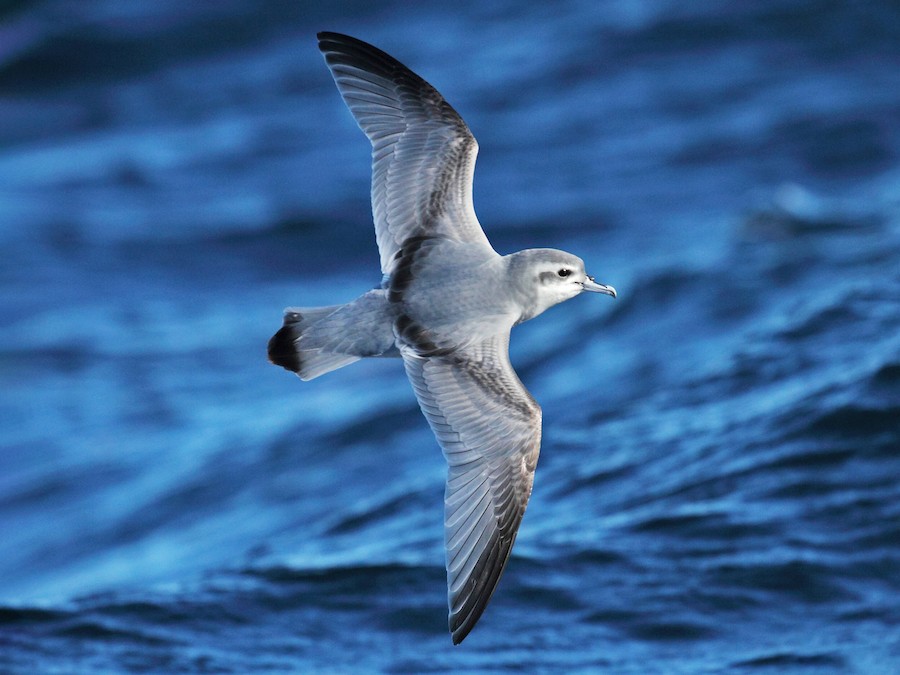 Petrel Picofino (Pachyptila Vittata): Clasificación, Hábitat, Alimentación y Reproducción | Enciclopedia Animal