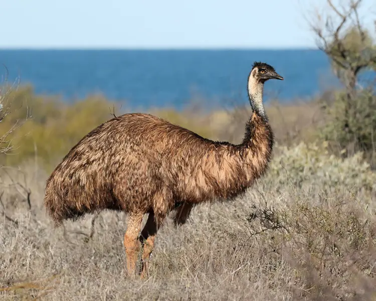 Dromaius Novaehollandiae: Clasificación, Hábitat, Alimentación, Reproducción y Curiosidades | Enciclopedia Animal